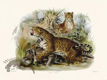 Elliot Cat 05 Jaguar